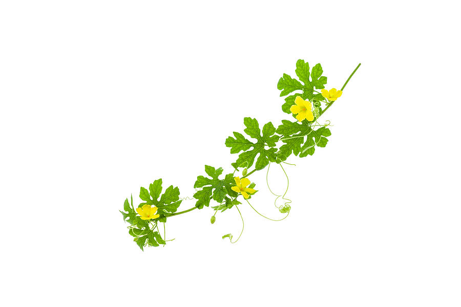 Green leaves with yellow flower isolated on white background. Photograph by Panya_