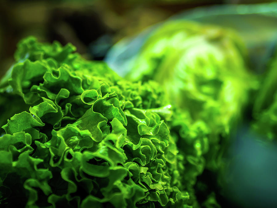 Green Lettuce Photograph by Luis Vasconcelos