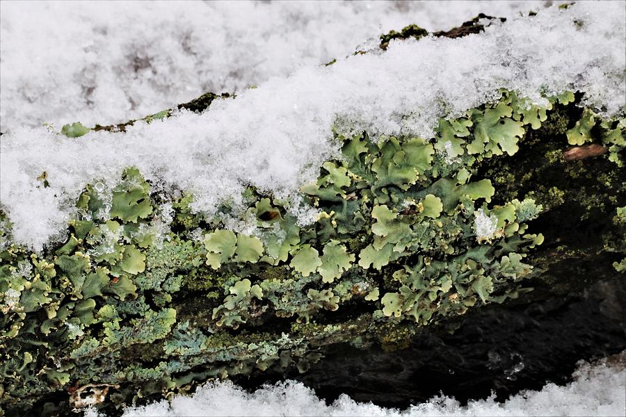 Green Lichens and Snow Photograph by Sheila Brown