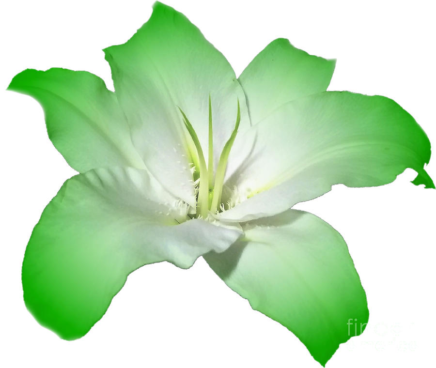 Green Lily Flower Photograph by Delynn Addams