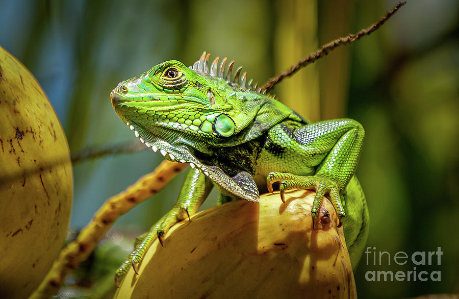 Green Lizard Photograph by Bill Frische