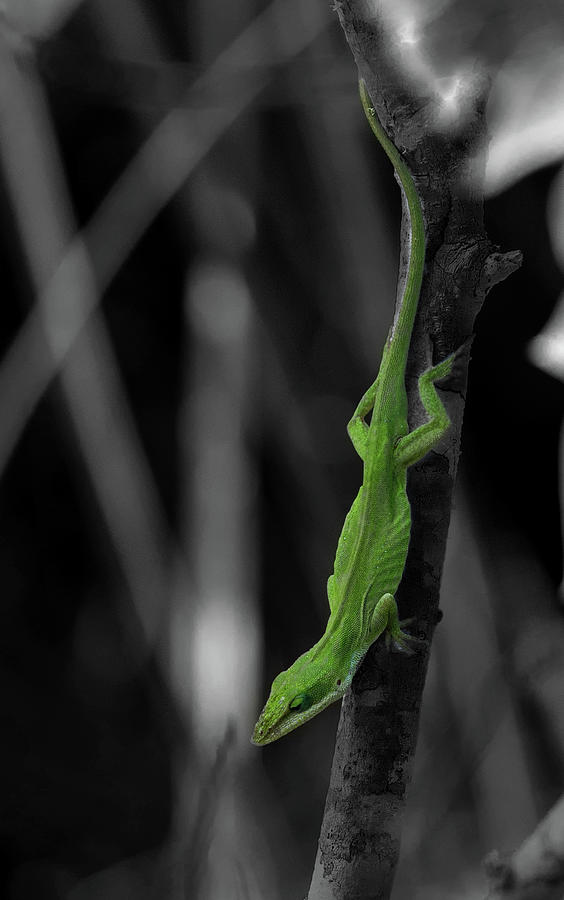 Green Lizard in Black and White Photograph by James C Richardson