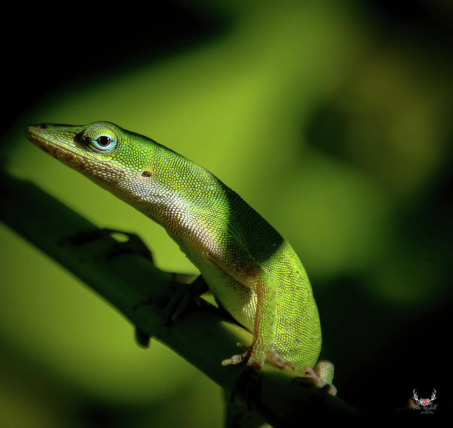 Green Lizard Photograph by Pam Rendall