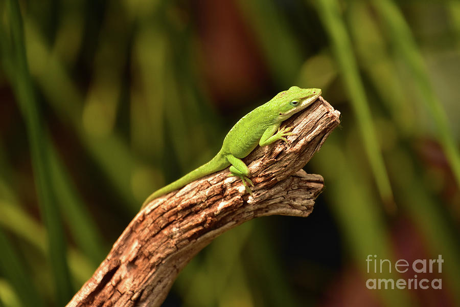 Green Lizard Sunning on a Tree Branch Photograph by DejaVu Designs