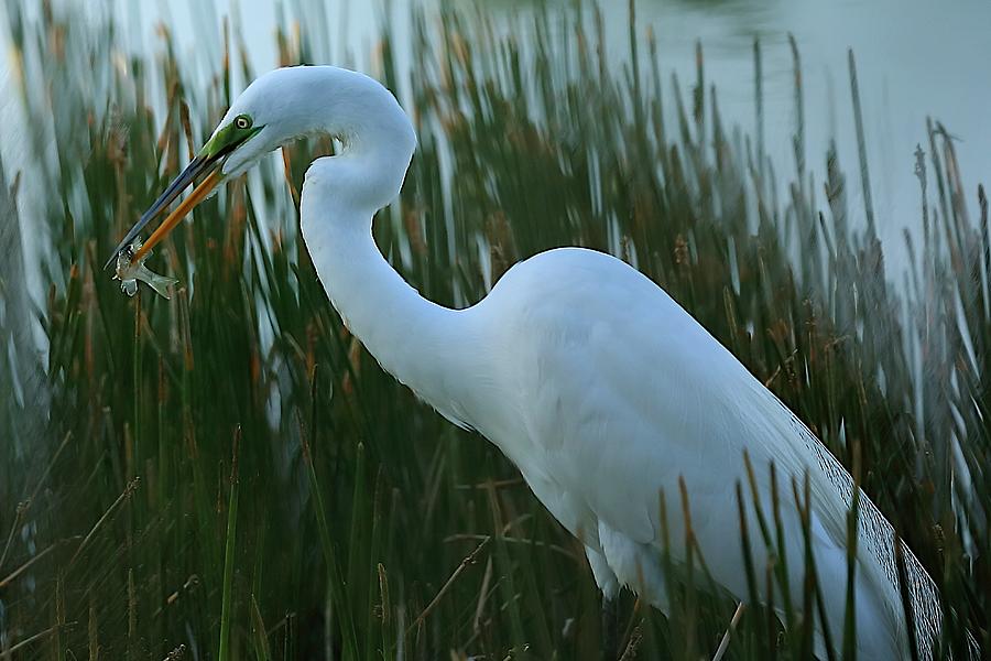Green Lore of Great Egret Photograph by Mingming Jiang
