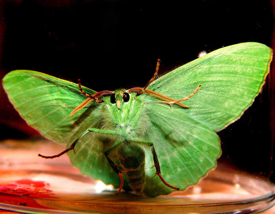 Green luna moth Photograph by Pyza / Puchikumo