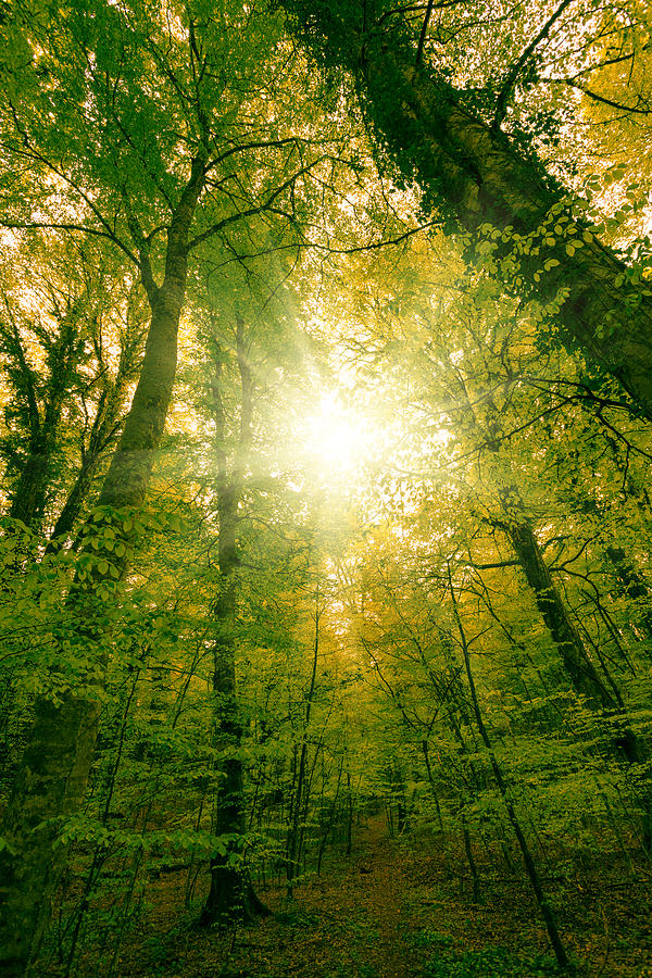 Green Lush Forest and Sun Photograph by Zodebala