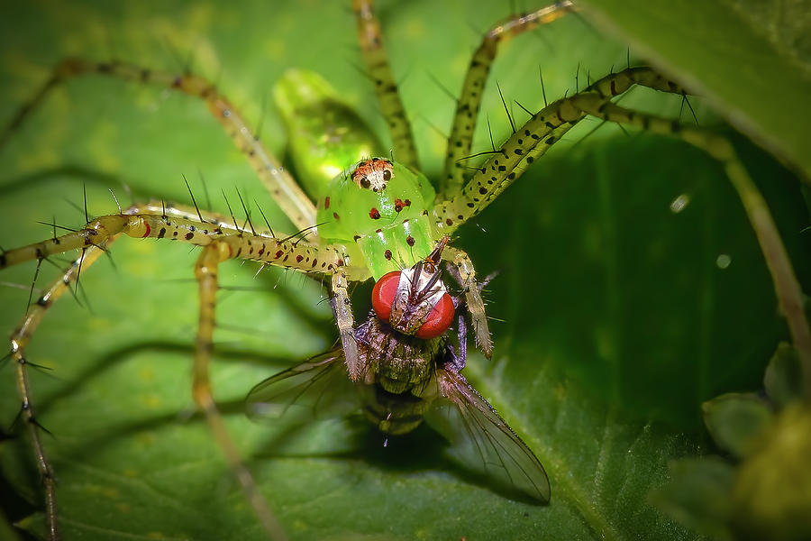 Green Lynx Spider and Fly Photograph by Mark Andrew Thomas