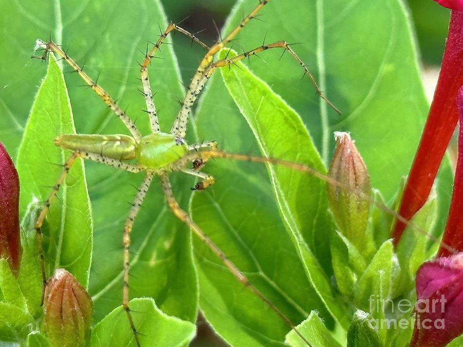 Green Lynx Spider Photograph by Catherine Wilson Green Lynx Spider Photograph by Catherine Wilson