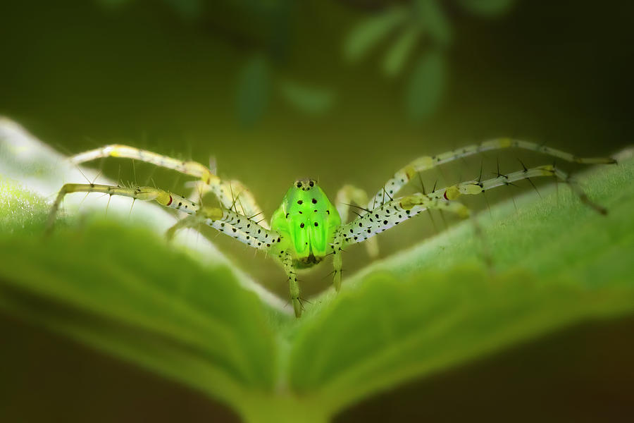 Green Lynx Spider Photograph by Mark Andrew Thomas