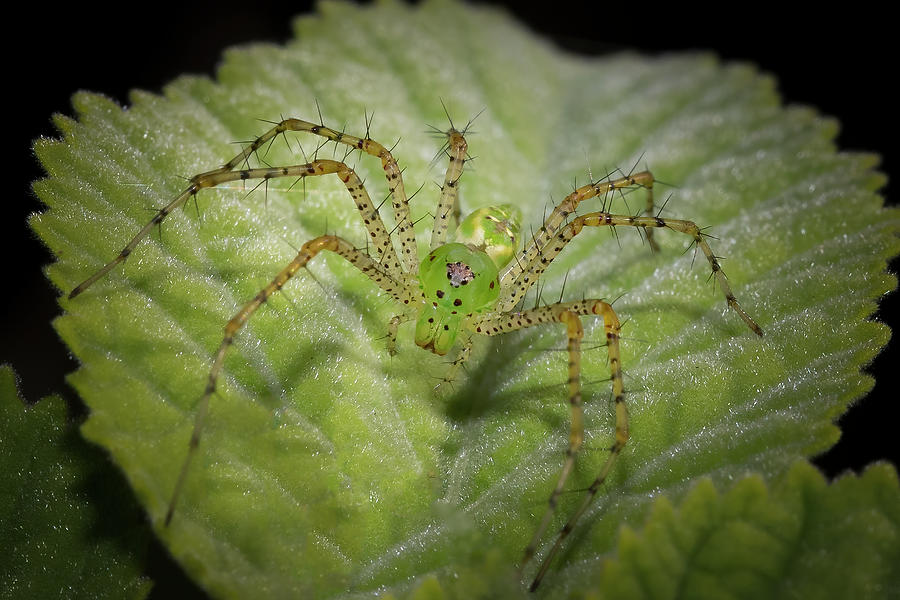 Green Lynx Spider on Leaf Photograph by Mark Andrew Thomas
