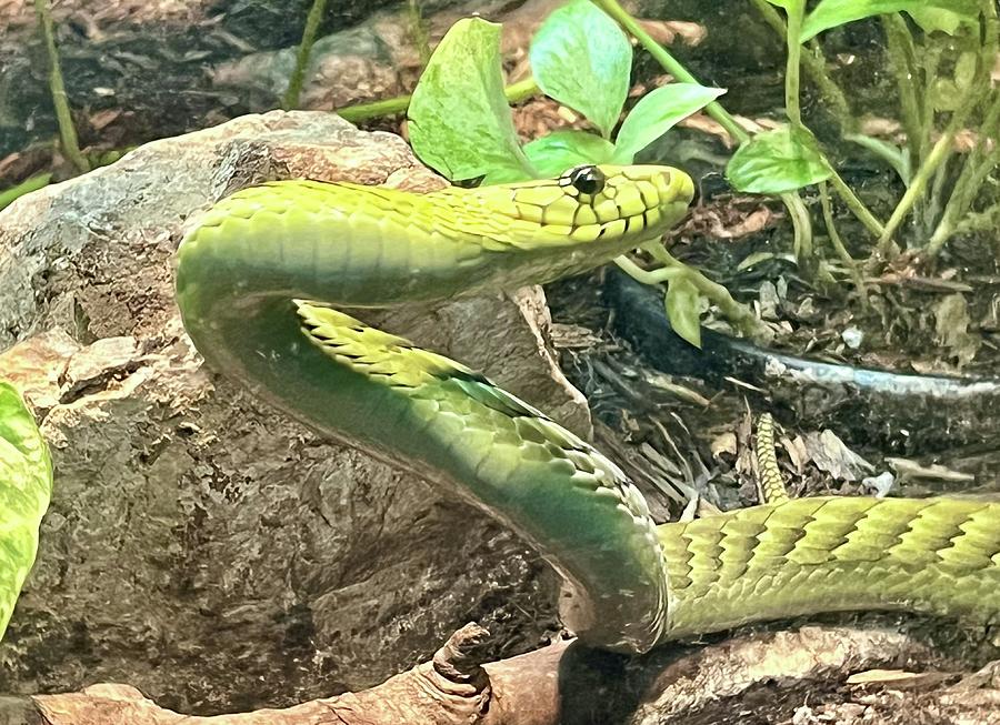 Green Mamba Smiles Photograph by Caitlin Yee - Fine Art America