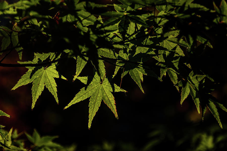 Green Maple Photograph by Johnny Boyd