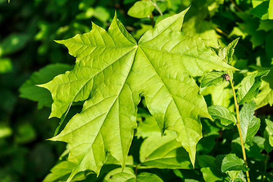 Green maple leaf Photograph by Madrolly