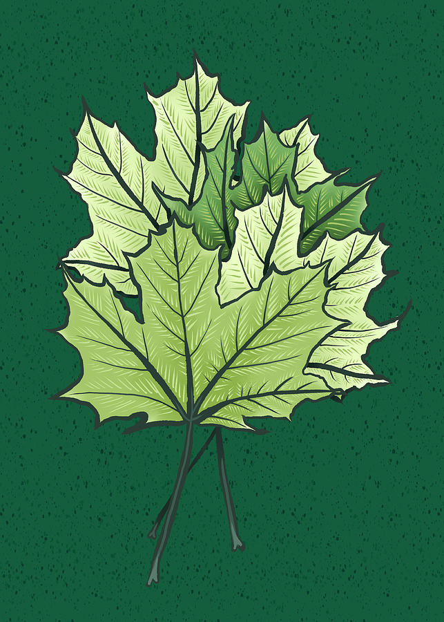 Green Maple Leaves In Spring Digital Art
