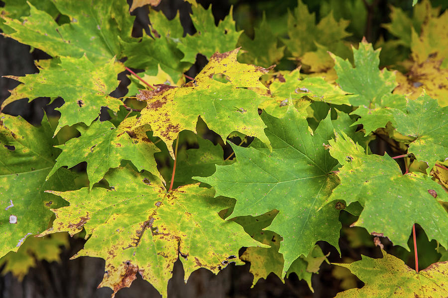 Green Maple Leaves Photograph by Sharon Wilkinson