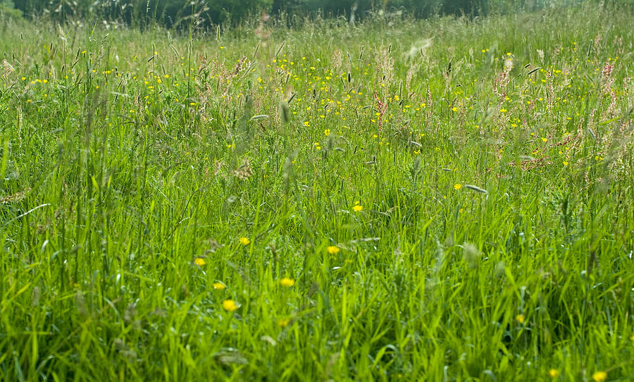 Green meadow grass and buttercups Photograph by Lyn Holly Coorg