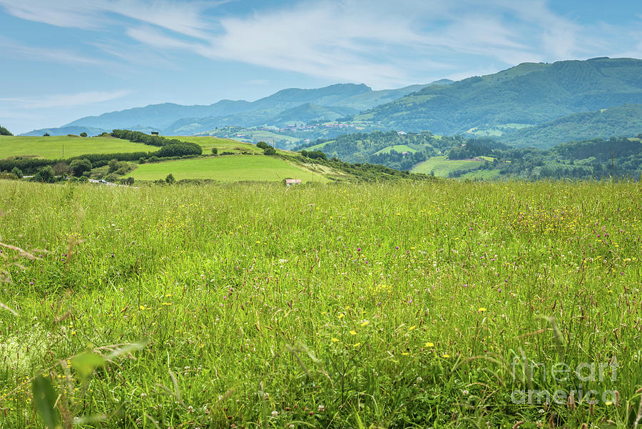 Green Meadow In Mountain. Photograph