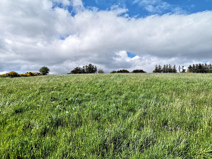 Green Meadow Photograph by Mark Callanan