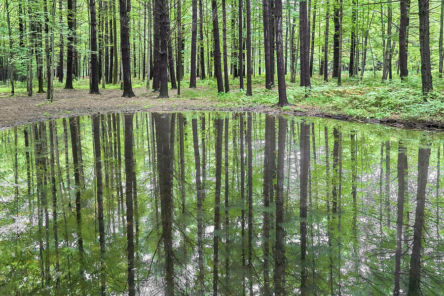 Pond Photograph - Green Mirror by Jim Hughes
