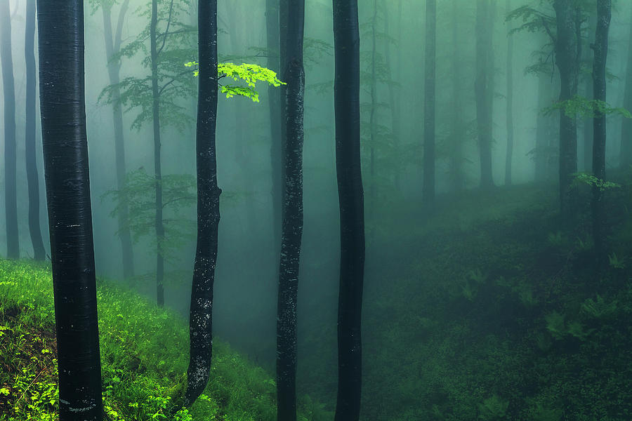 Green Mist Photograph by Evgeni Dinev
