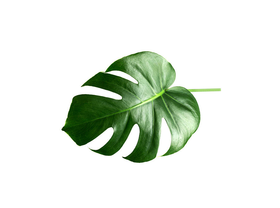 Green Monstera leaf isolated on white background. Tropical plant popular in home decor. Photograph by Yulia Naumenko