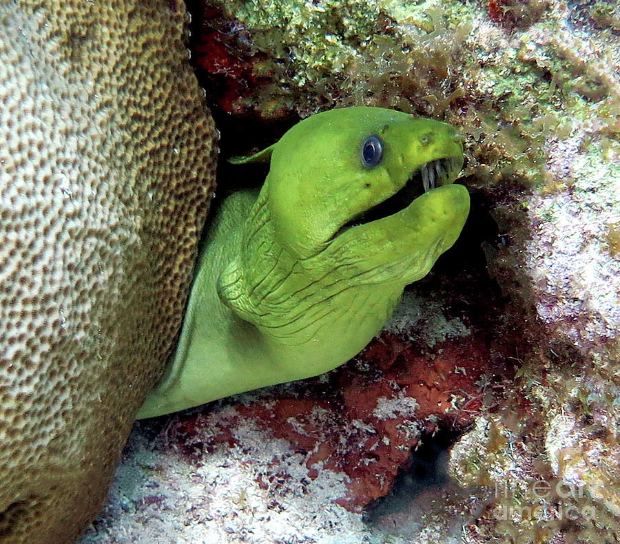 Green Moray 33 Photograph by Daryl Duda - Fine Art America