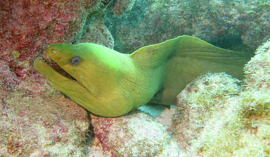 Green Moray Eel 16  Photograph by Daryl Duda