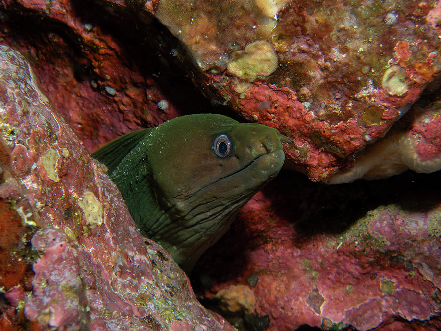 Green Moray Eel Photograph by Brian Weber