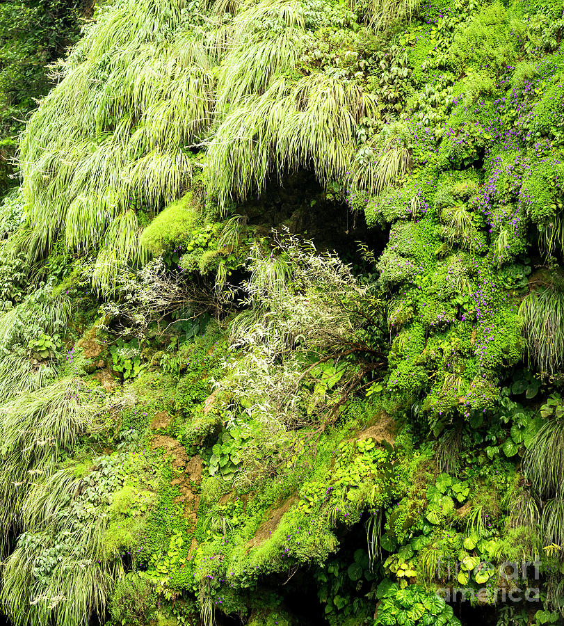 Green Moss A Detailed Background Photograph