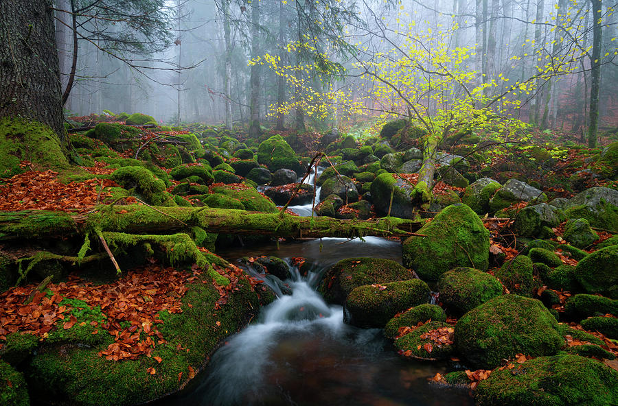 Green moss and autumn colors Photograph by Cosmin Stan