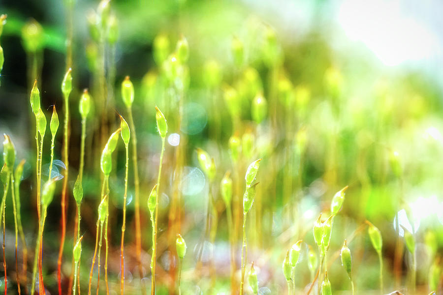 Green moss bloom Photograph by Lilia S