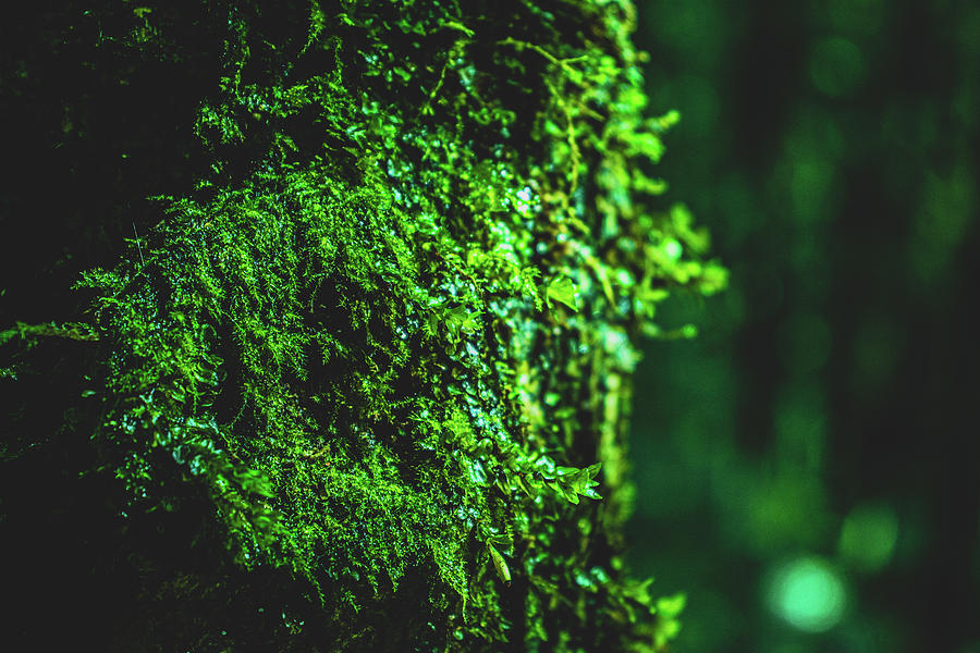 Green Moss Light Photograph by Adelaide Lin