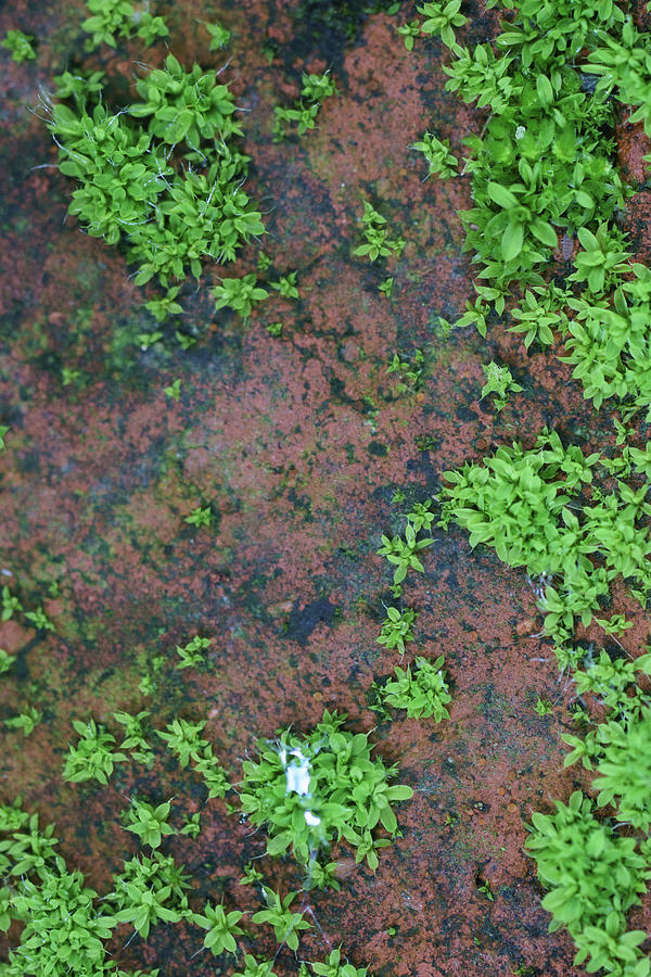 Green Moss On Red Brick Background Photograph by Mike Fusaro