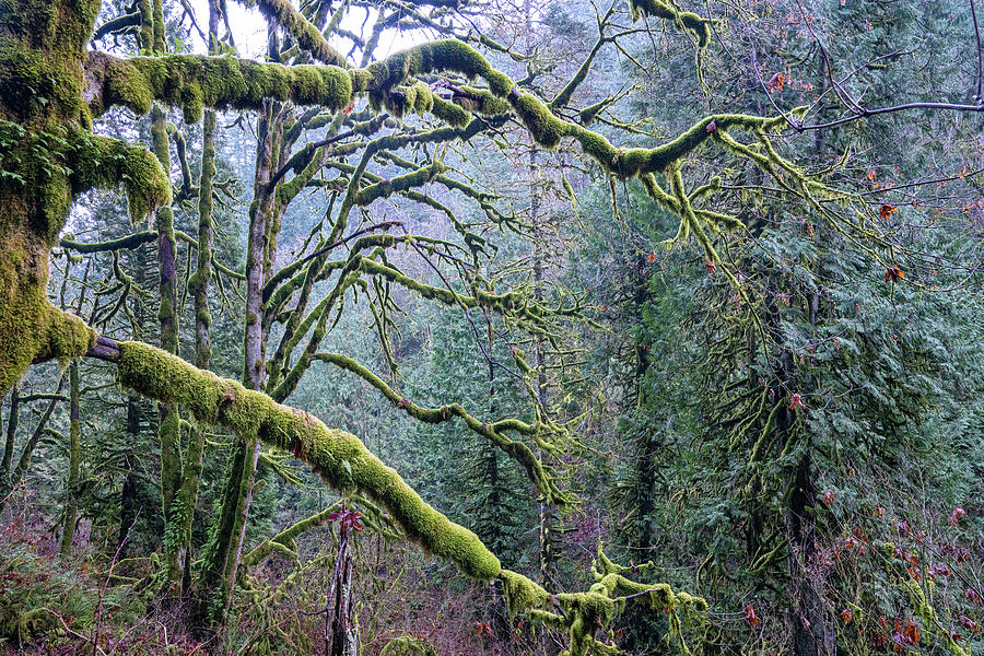 Green Mossy Takeover Photograph