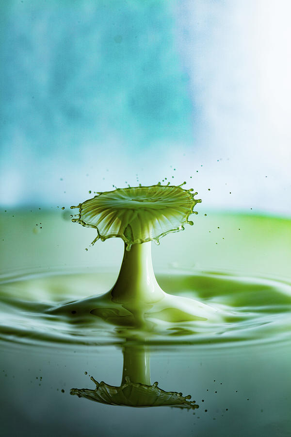 Green Mushroom Photograph by Marlo Horne