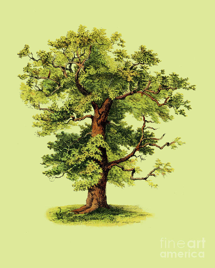 Tree Digital Art - Green Oak Tree by Madame Memento