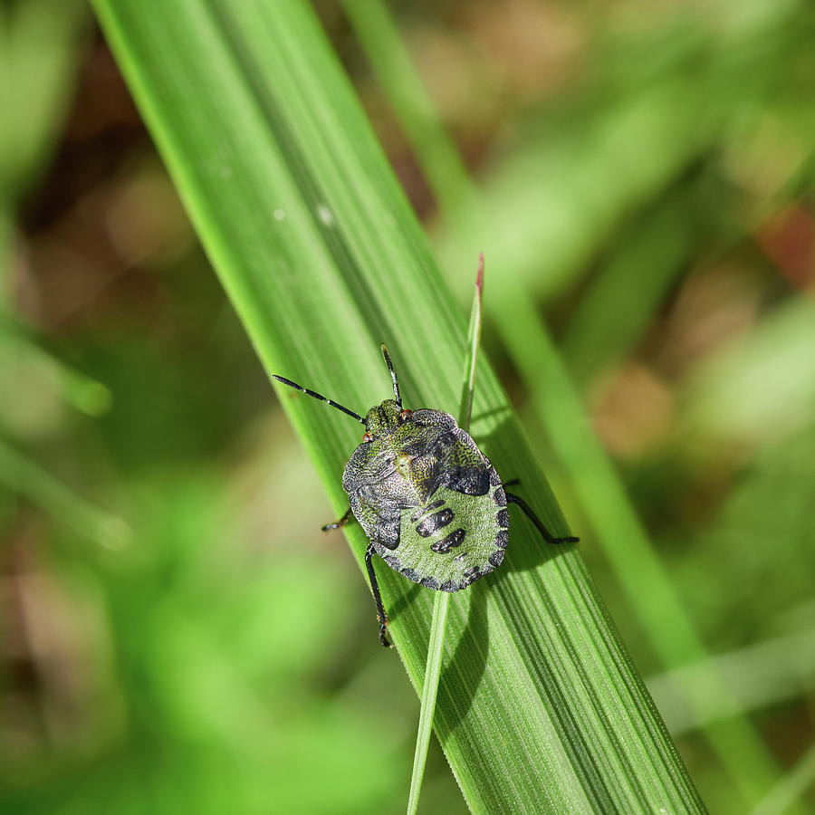Green on green. Green shield bug Photograph by Jouko Lehto