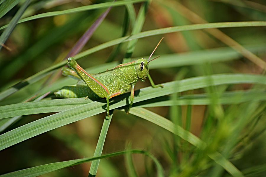 Green on Green Katydid Photograph by Gaby Ethington