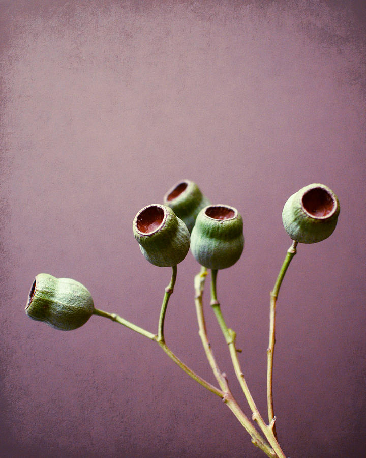 Green on Mauve Photograph by Lupen Grainne