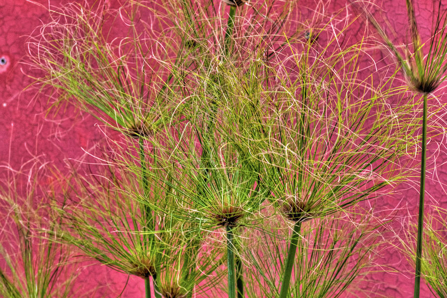 Nature Photograph - Green on Pink by Deborah Smolinske