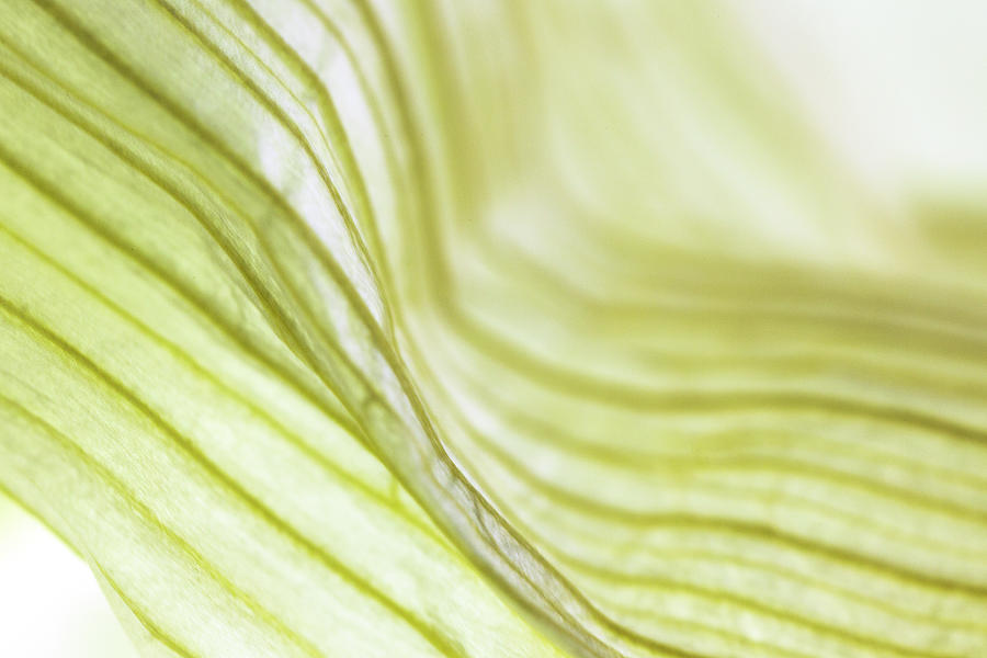 Green Onion Peel - Wave 4 Photograph