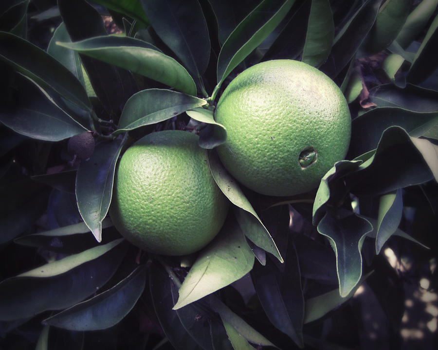 Green Oranges Photograph by Lupen Grainne