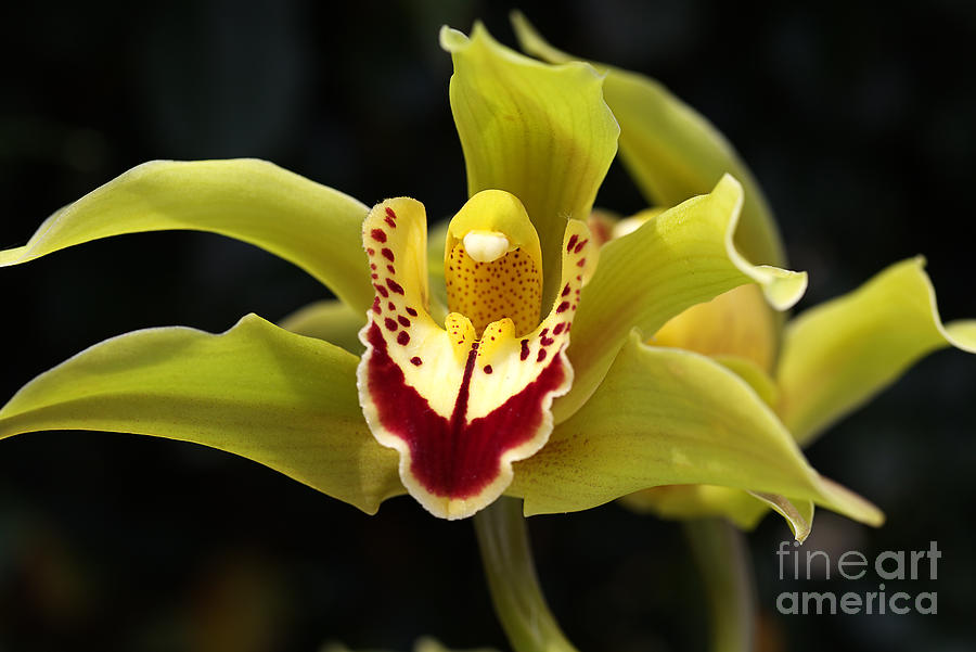 Orchid Photograph - Green Orchid Flower by Joy Watson