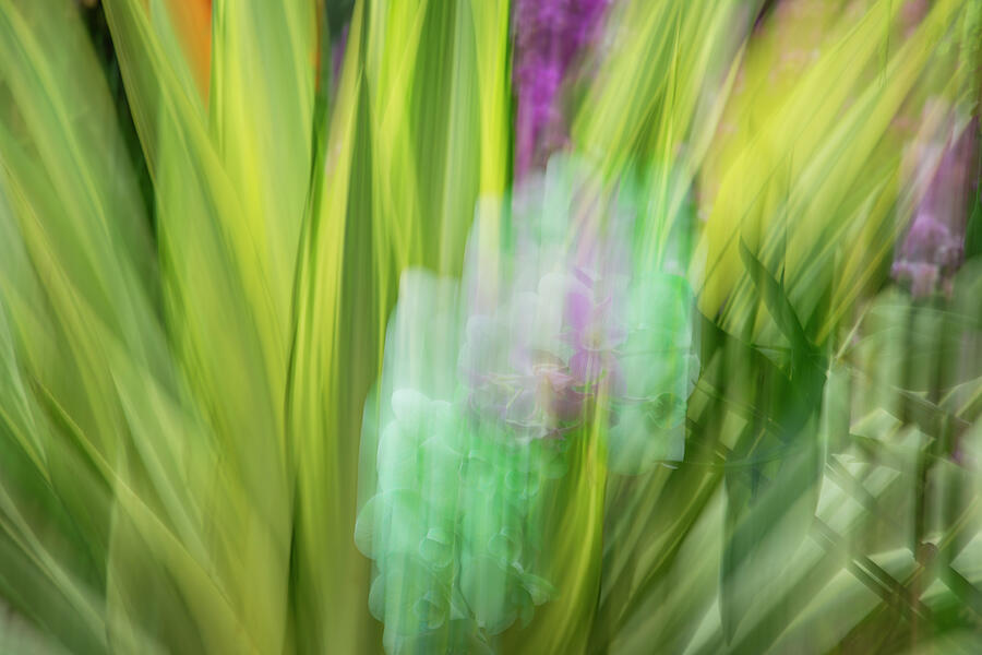 Abstract Photograph - Green Orchids by Cate Franklyn
