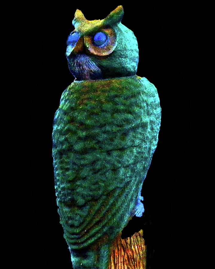 Green Owl Photograph by Andrew Lawrence