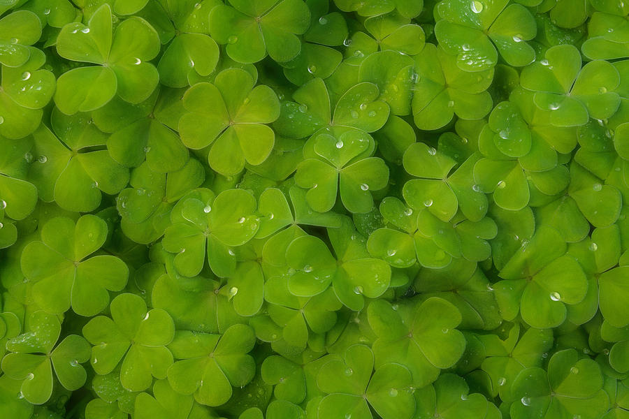 Green oxalis leaves Photograph by Alessandra RC