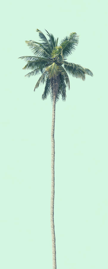 Green Palm Photograph by Andrew Paranavitana