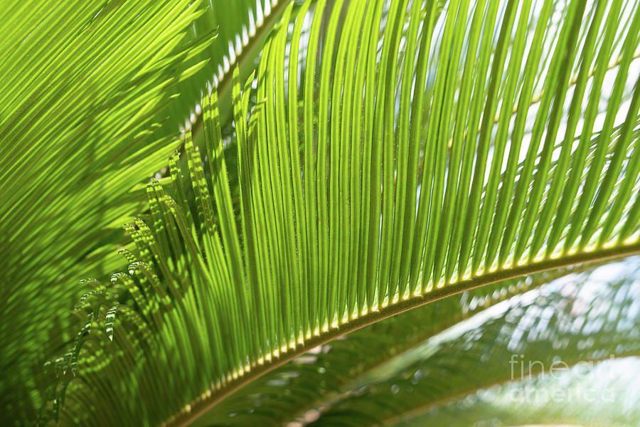 Green palm fern and Mediterranean sunlight Photograph by Adriana Mueller