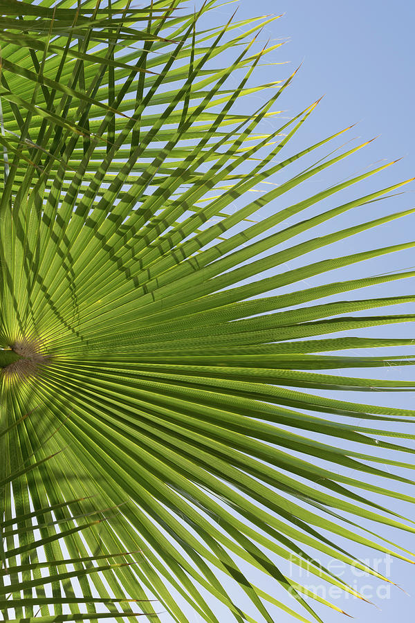 Green palm leaf and blue sky, beach season Photograph by Adriana Mueller